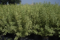Ligustrum excelsum superbum 